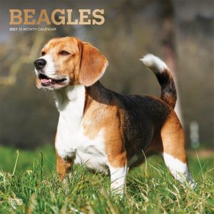 Beagles 2021 12 x 12 Inch Monthly Square Wall Calendar with Foil Stamped Cover, Animals Dog Breeds