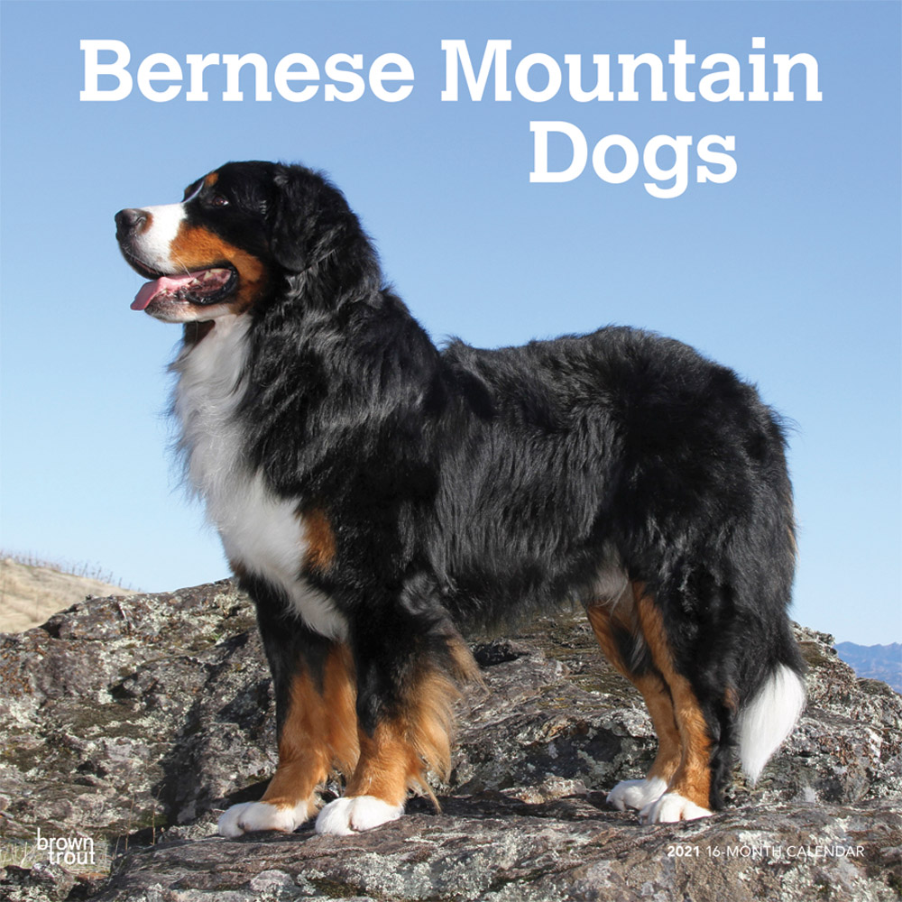Bernese Mountain Dogs 2021 12 x 12 Inch Monthly Square Wall Calendar, Animals Dog Breeds