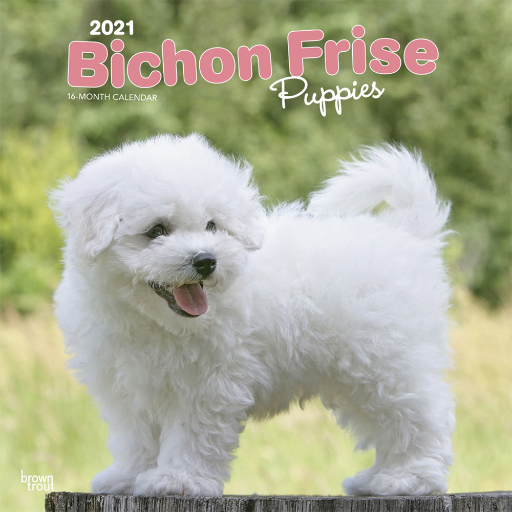 Bichon Frise Puppies 2021 12 x 12 Inch Monthly Square Wall Calendar, Animals Dog Breeds Puppies