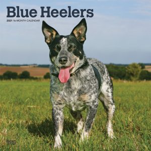 Blue Heelers 2021 12 x 12 Inch Monthly Square Wall Calendar, Animals Dog Breeds