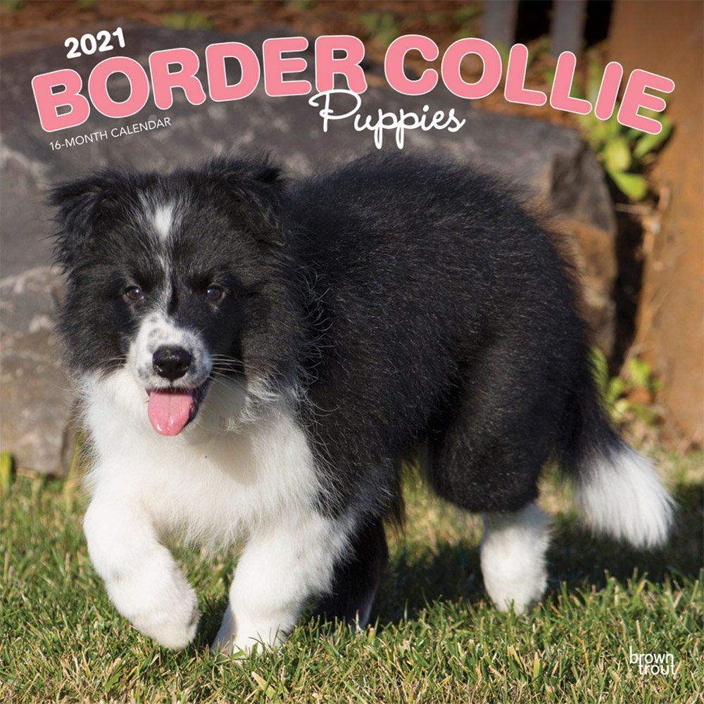 Border Collie Puppies 2021 12 x 12 Inch Monthly Square Wall Calendar, Animals Dog Breeds Collie Puppies