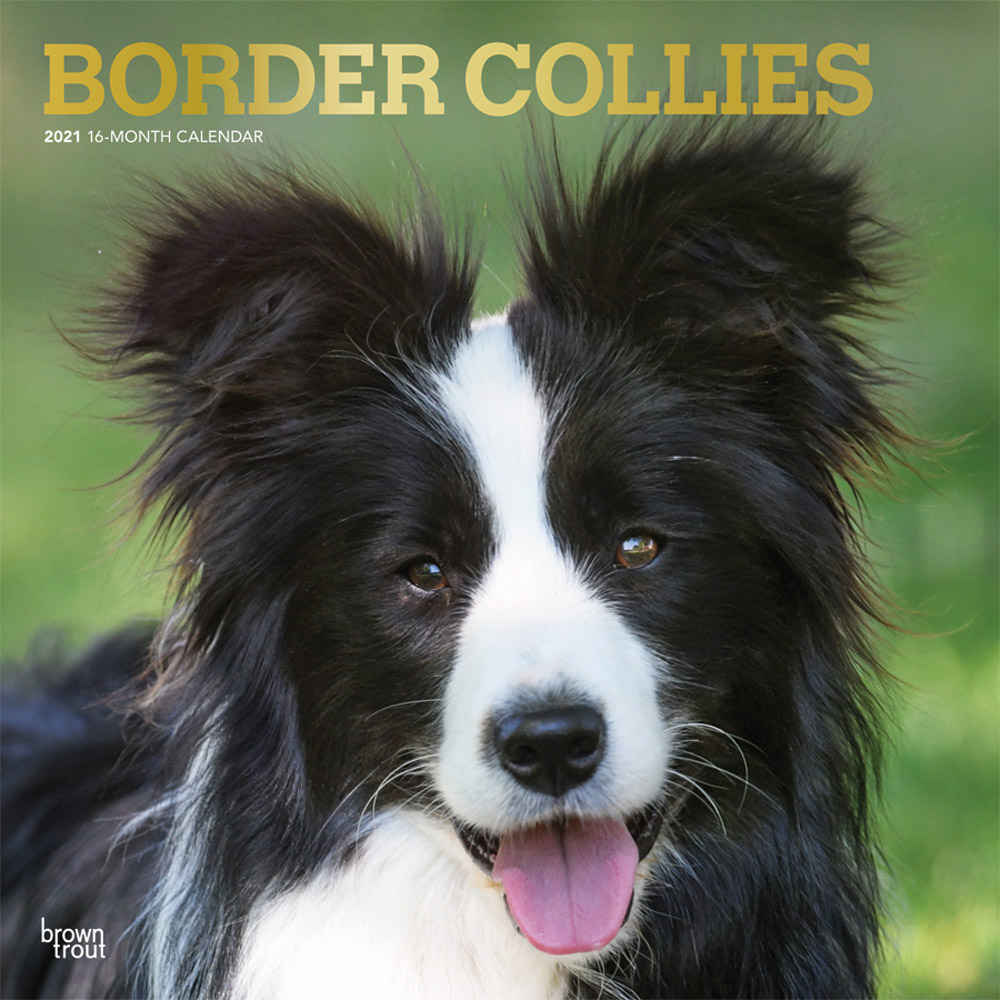 Border Collies 2021 12 x 12 Inch Monthly Square Wall Calendar with Foil Stamped Cover, Animals Dog Breeds Collies