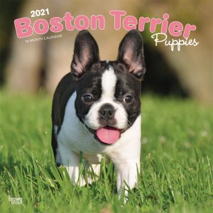 Boston Terrier Puppies 2021 12 x 12 Inch Monthly Square Wall Calendar, Animals Dog Breeds Terrier Puppies