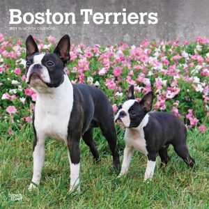 Boston Terriers 2021 12 x 12 Inch Monthly Square Wall Calendar, Animals Dog Breeds Terriers