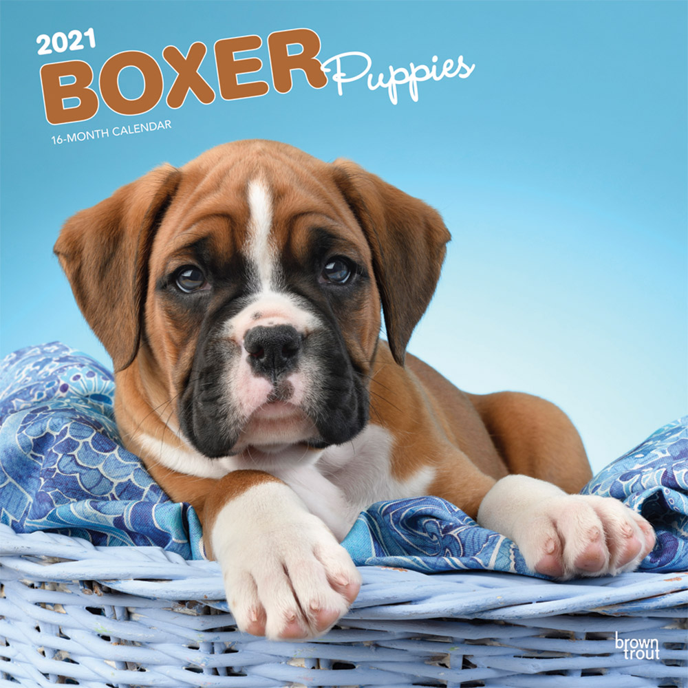 Boxer Puppies 2021 12 x 12 Inch Monthly Square Wall Calendar, Animals Dog Breeds Puppies
