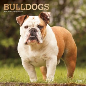 Bulldogs 2021 12 x 12 Inch Monthly Square Wall Calendar with Foil Stamped Cover, Animals Dog Breeds Terriers