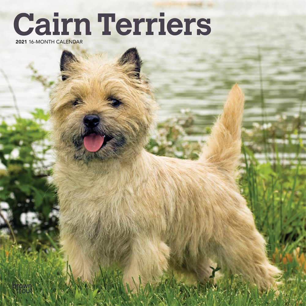 Cairn Terriers 2021 12 x 12 Inch Monthly Square Wall Calendar, Animals Dog Breeds Terriers