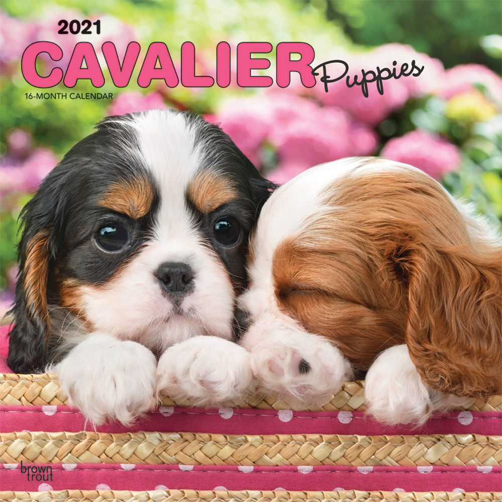 Cavalier King Charles Spaniel Puppies 2021 12 x 12 Inch Monthly Square Wall Calendar, Animals Dog Breeds Puppies