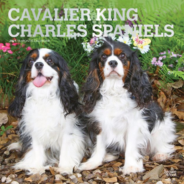 Cavalier King Charles Spaniels 2021 12 x 12 Inch Monthly Square Wall Calendar with Foil Stamped Cover, Animals Dog Breeds Puppies