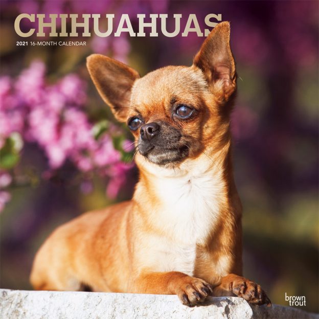 Chihuahuas 2021 12 x 12 Inch Monthly Square Wall Calendar with Foil Stamped Cover, Animals Small Dog Breeds Puppies