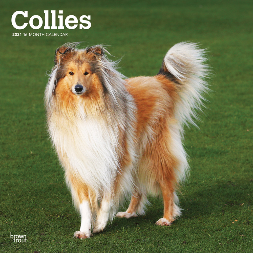 Collies 2021 12 x 12 Inch Monthly Square Wall Calendar, Animals Dog Breeds Collies