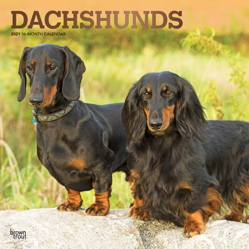 Dachshunds 2021 12 x 12 Inch Monthly Square Wall Calendar with Foil Stamped Cover, Animals Dog Breeds