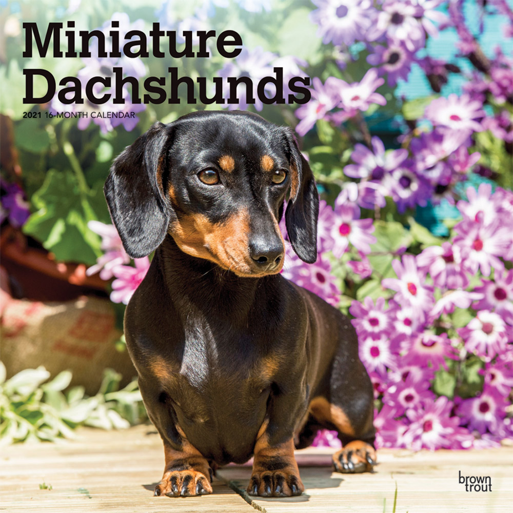 Miniature Dachshunds 2021 12 x 12 Inch Monthly Square Wall Calendar, Animals Small Dog Breeds
