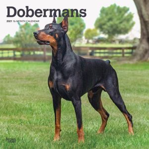 Dobermans 2021 12 x 12 Inch Monthly Square Wall Calendar, Animals Dog Breeds