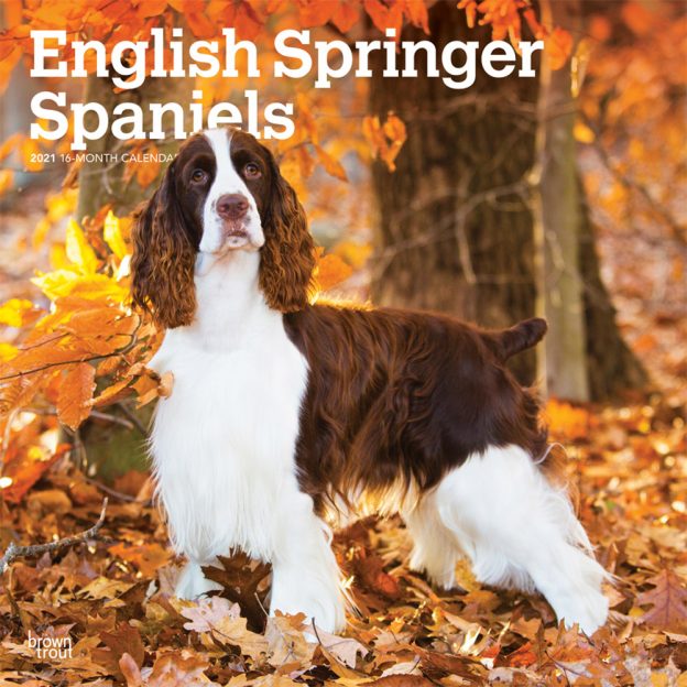 English Springer Spaniels 2021 12 x 12 Inch Monthly Square Wall Calendar, Animals Dog Breeds