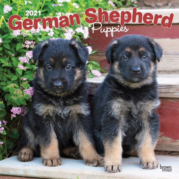 German Shepherd Puppies 2021 12 x 12 Inch Monthly Square Wall Calendar, Animals Dog Breeds Puppies