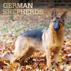 German Shepherds 2021 12 x 12 Inch Monthly Square Wall Calendar with Foil Stamped Cover, Animals Dog Breeds
