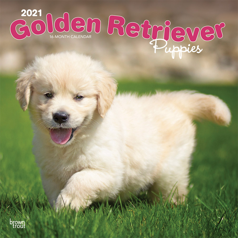 Golden Retriever Puppies 2021 12 x 12 Inch Monthly Square Wall Calendar, Animals Dog Breeds Golden Puppies