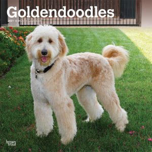 Goldendoodles 2021 12 x 12 Inch Monthly Square Wall Calendar, Animals Mixed Dog Breeds