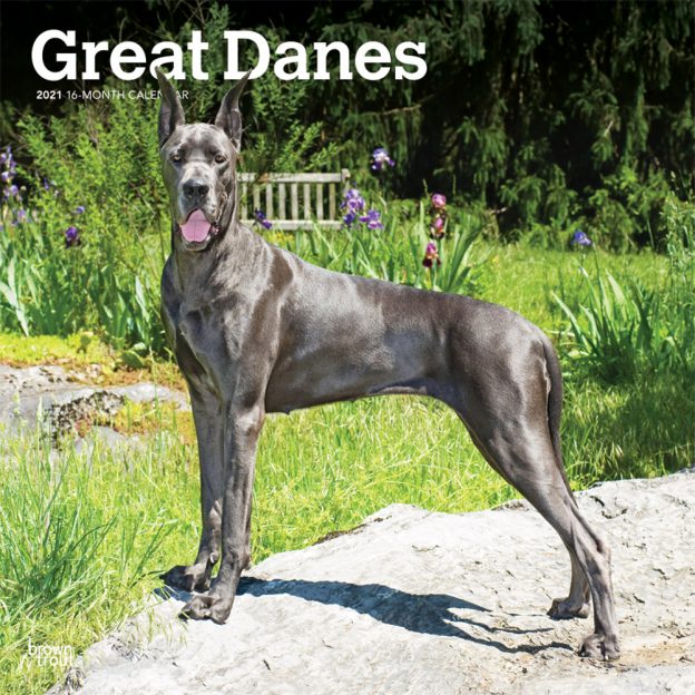 Great Danes 2021 12 x 12 Inch Monthly Square Wall Calendar, Animals Dog Breeds