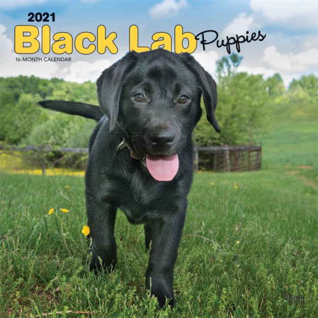 Black Labrador Retriever Puppies 2021 12 x 12 Inch Monthly Square Wall Calendar, Animals Dog Breeds Retriever Puppies