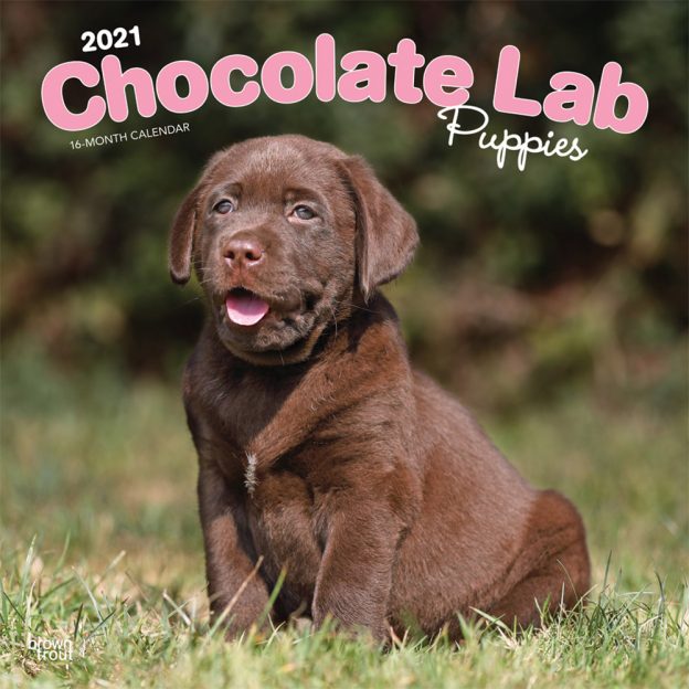 Chocolate Labrador Retriever Puppies 2021 12 x 12 Inch Monthly Square Wall Calendar, Animals Dog Breeds Retriever Puppies