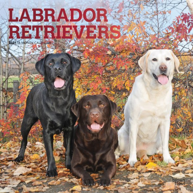 Labrador Retrievers 2021 12 x 12 Inch Monthly Square Wall Calendar with Foil Stamped Cover, Animals Dog Breeds Retriever