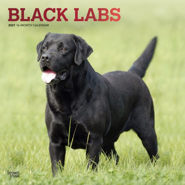 Black Labrador Retrievers 2021 12 x 12 Inch Monthly Square Wall Calendar with Foil Stamped Cover, Animals Dog Breeds Retriever