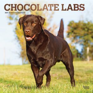 Chocolate Labrador Retrievers 2021 12 x 12 Inch Monthly Square Wall Calendar with Foil Stamped Cover, Animals Dog Breeds Retriever