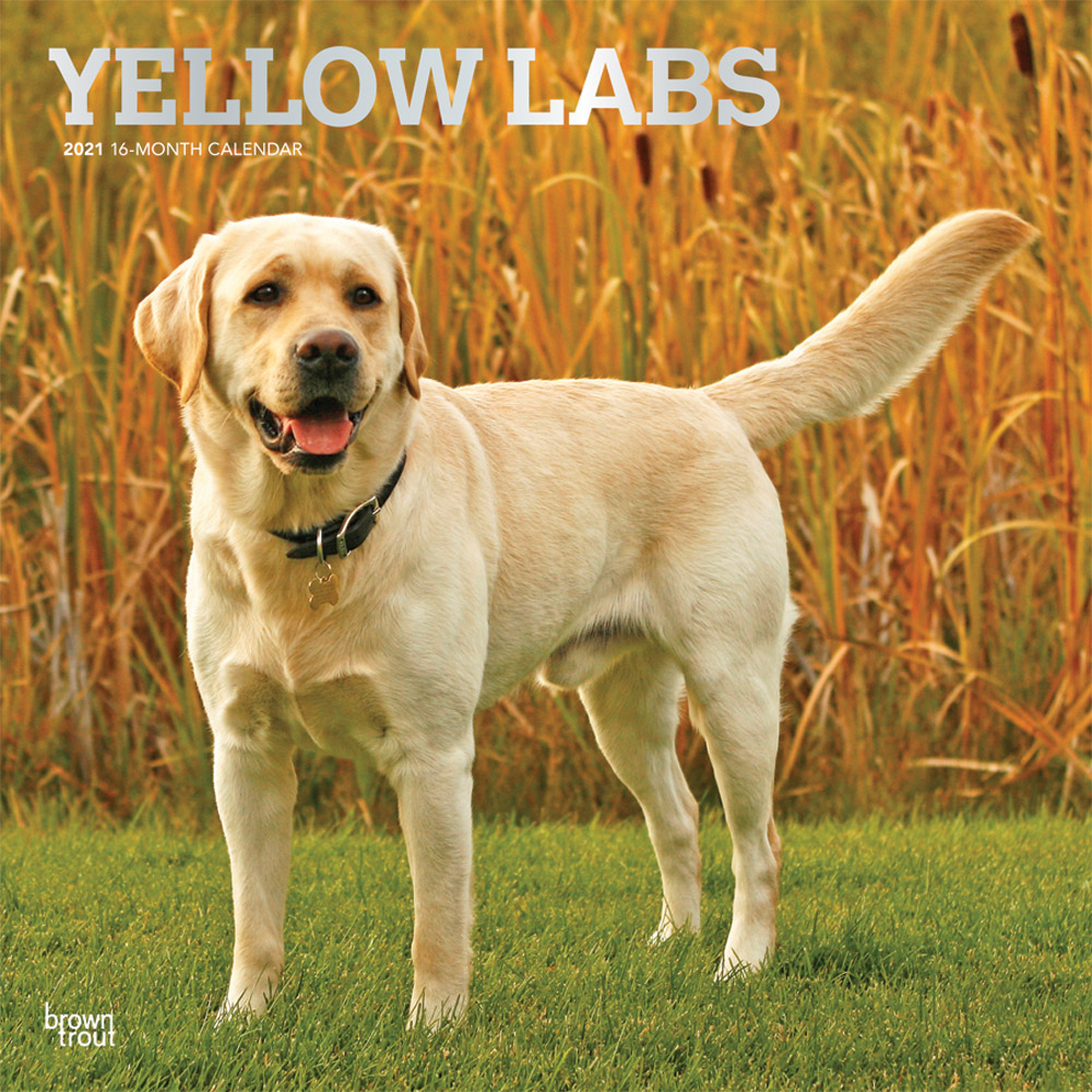 Yellow Labrador Retrievers 2021 12 x 12 Inch Monthly Square Wall Calendar with Foil Stamped Cover, Animals Dog Breeds Retriever