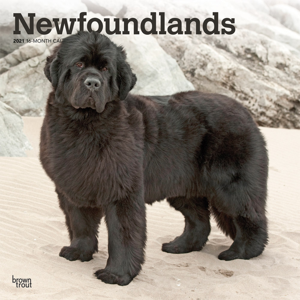 Newfoundlands 2021 12 x 12 Inch Monthly Square Wall Calendar, Animals Dog Breeds