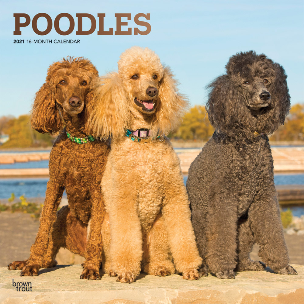 Poodles 2021 12 x 12 Inch Monthly Square Wall Calendar with Foil Stamped Cover, Animals Dog Breeds