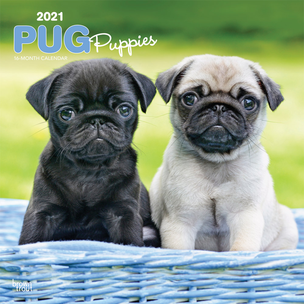 Pug Puppies 2021 12 x 12 Inch Monthly Square Wall Calendar, Animals Dog Breeds Puppy