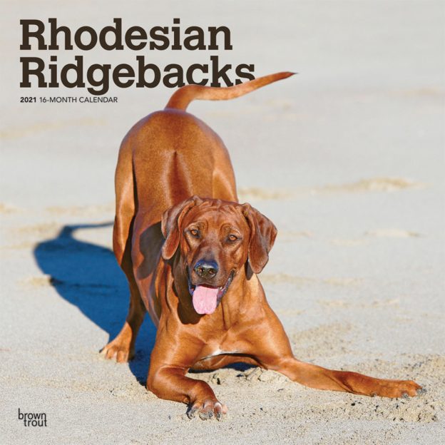Rhodesian Ridgebacks 2021 12 x 12 Inch Monthly Square Wall Calendar, Animals Dog Breeds