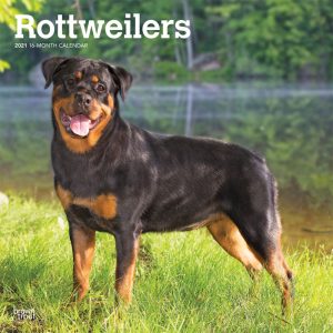 Rottweilers 2021 12 x 12 Inch Monthly Square Wall Calendar, Animals Dog Breeds