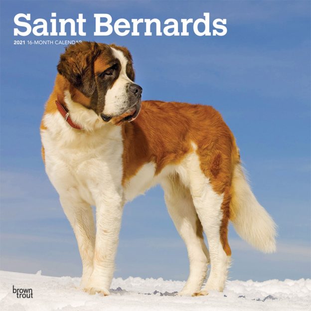 Saint Bernards 2021 12 x 12 Inch Monthly Square Wall Calendar, Animals Dog Breeds
