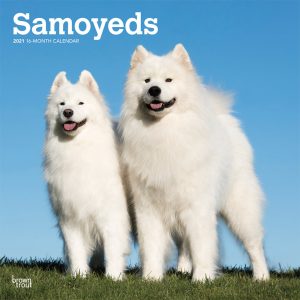 Samoyeds 2021 12 x 12 Inch Monthly Square Wall Calendar, Animals Dog Breeds