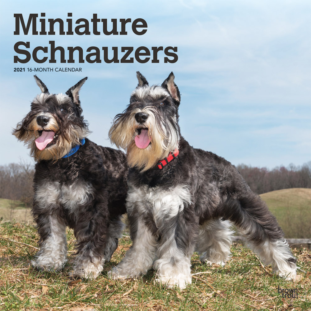 Miniature Schnauzers 2021 12 x 12 Inch Monthly Square Wall Calendar, Animals Small Dog Breeds