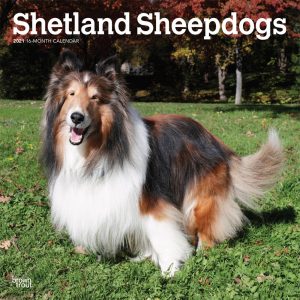 Shetland Sheepdogs 2021 12 x 12 Inch Monthly Square Wall Calendar, Animals Dog Breeds
