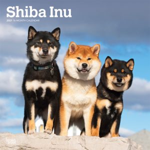 Shiba Inu 2021 12 x 12 Inch Monthly Square Wall Calendar, Animals Asian Dog Breeds