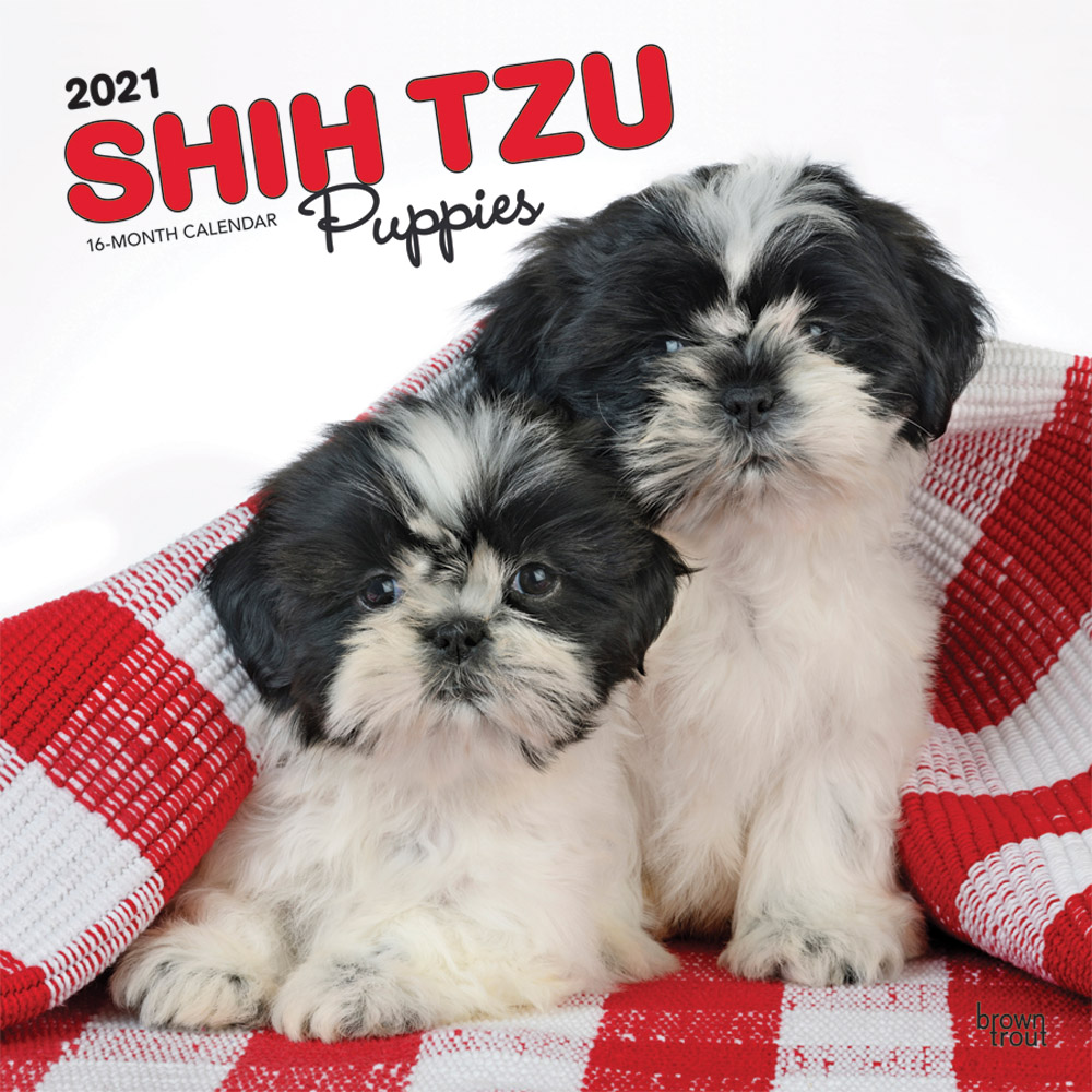 Shih Tzu Puppies 2021 12 x 12 Inch Monthly Square Wall Calendar, Animal Small Dog Breed Puppies