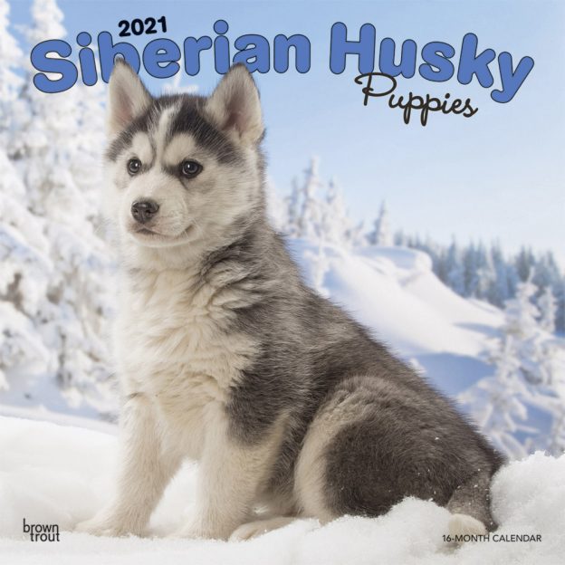 Siberian Husky Puppies 2021 12 x 12 Inch Monthly Square Wall Calendar, Animal Dog Breeds Husky