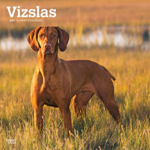 Vizslas 2021 12 x 12 Inch Monthly Square Wall Calendar, Animals Dog Breeds