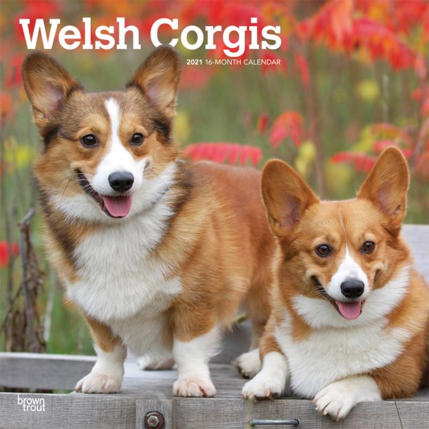 Welsh Corgis 2021 12 x 12 Inch Monthly Square Wall Calendar, Animals Dog Breeds