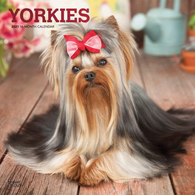 Yorkies 2021 12 x 12 Inch Monthly Square Wall Calendar with Foil Stamped Cover, Animals Small Dog Breeds Yorkshire Terriers