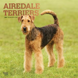 Airedale Terriers 2021 12 x 12 Inch Monthly Square Wall Calendar with Foil Stamped Cover, Animal Dog Breeds
