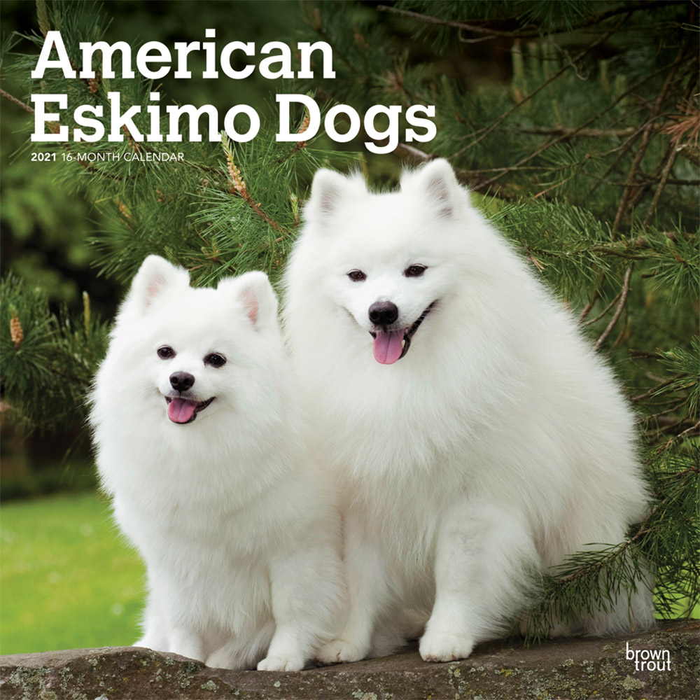 American Eskimo Dogs 2021 12 x 12 Inch Monthly Square Wall Calendar, Animals Dog Breeds American