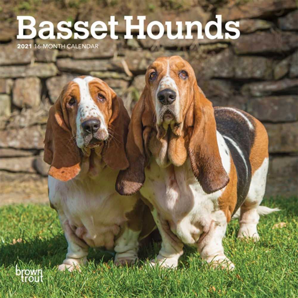 Basset Hounds 2021 7 x 7 Inch Monthly Mini Wall Calendar, Animals Dog Breeds Hound