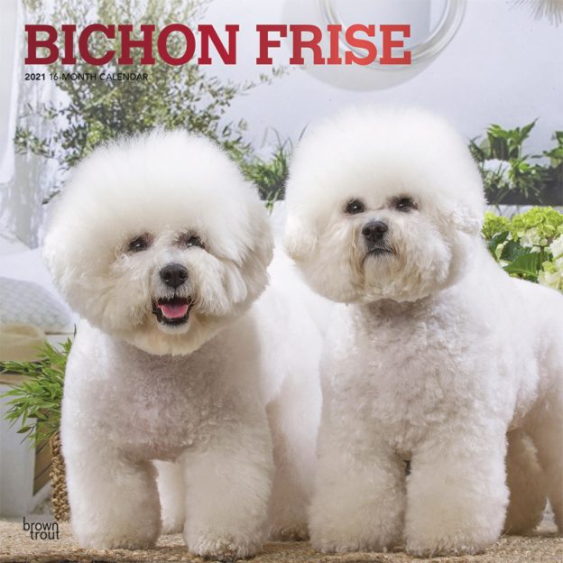 Bichon Frise 2021 12 x 12 Inch Monthly Square Wall Calendar with Foil Stamped Cover, Animals Dog Breeds