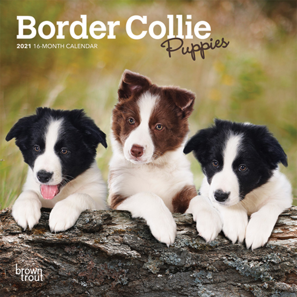 Border Collie Puppies 2021 7 x 7 Inch Monthly Mini Wall Calendar, Animals Dog Breeds Collie Puppies